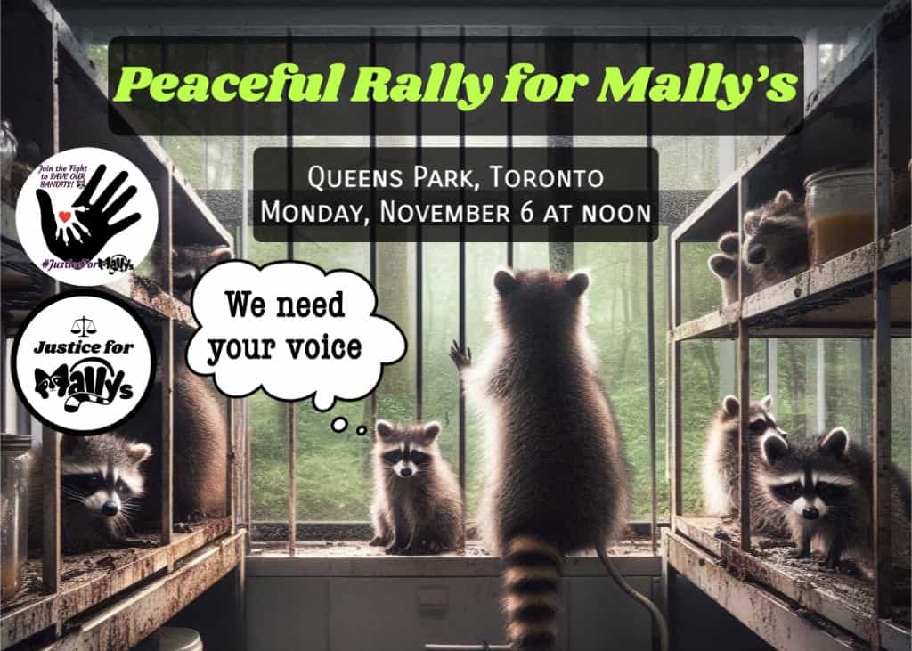 Mally's Queen's Park rally November 6