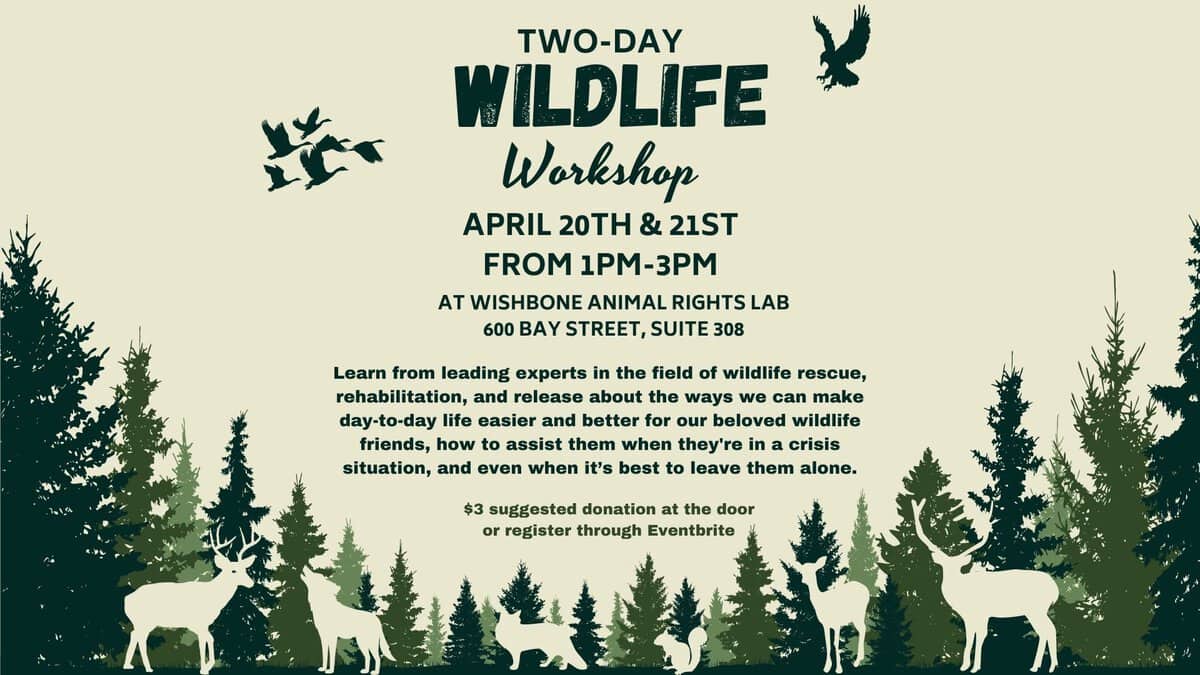 wildlife workshop