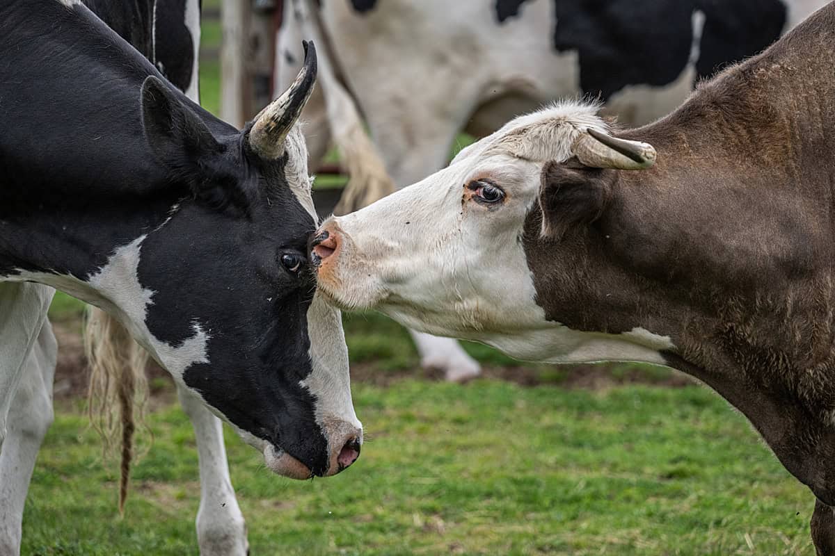 Cows on an animal sanctuary