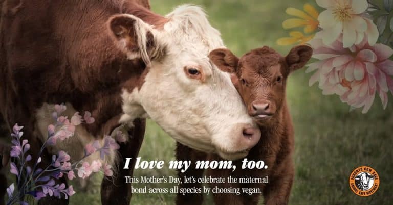 Cows Rights Mother’s Day Vigil for the Cows | Animal Rights Toronto