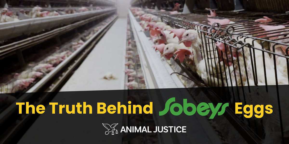 IMG_3172 Truth behind Sobeys eggs