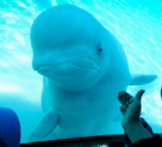 Marineland Save the Belugas