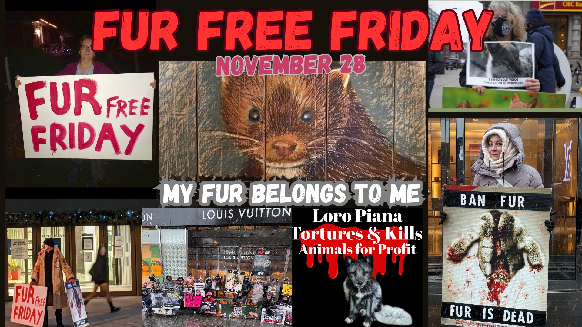 Fur free Friday