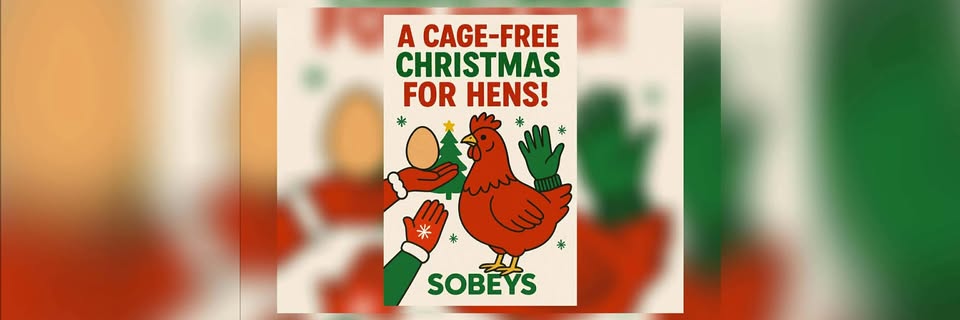 cage free Christmas for Sobeys hens