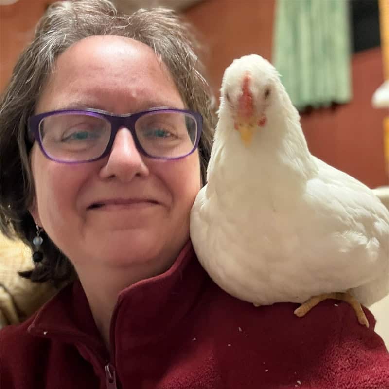 Quality time with rescued chicken Chralize
