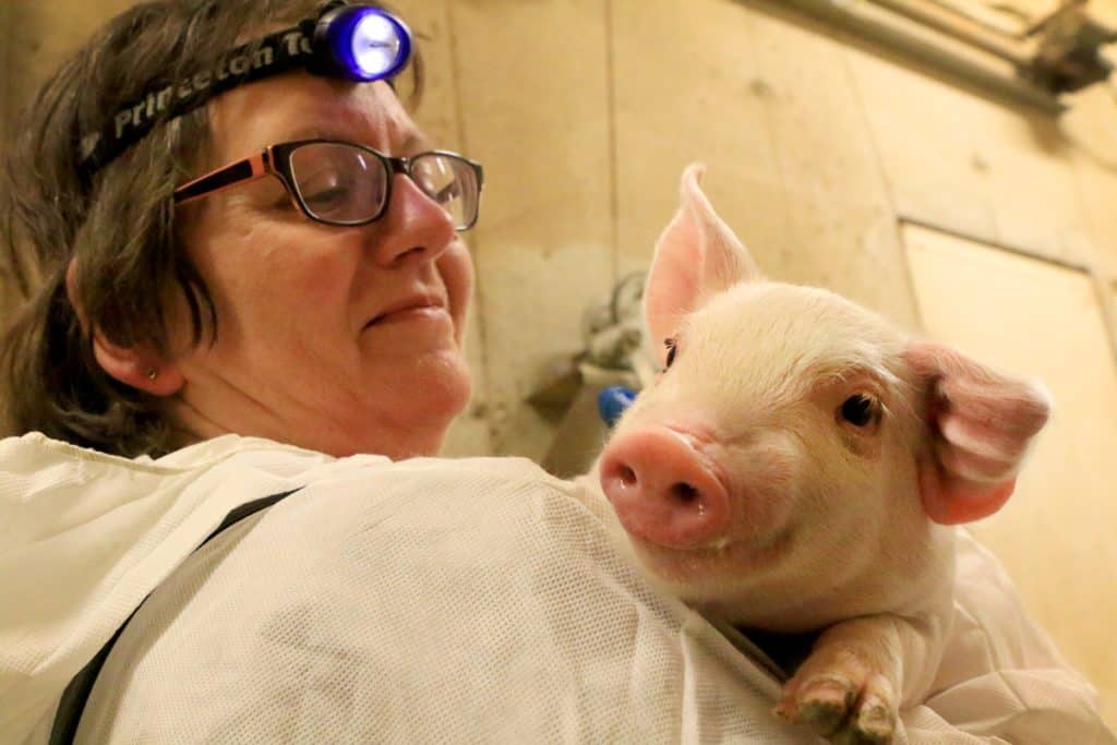 Jenny McQueen animal rights activist with rescued piglet