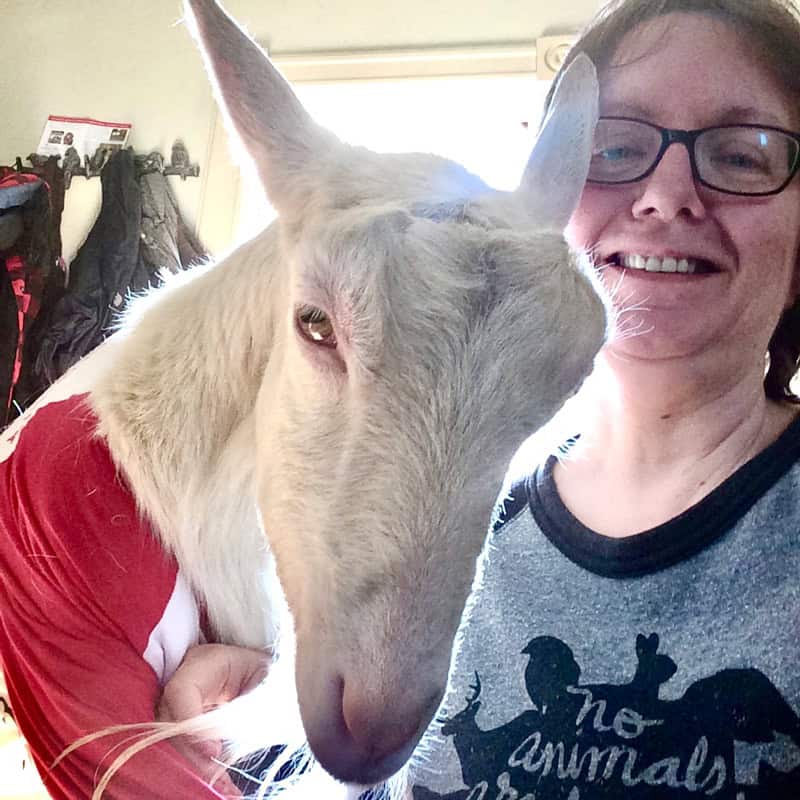 Lily the mother goat, rescued from a slaughterhouse