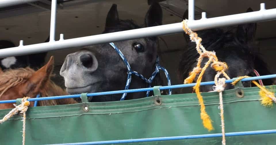 Animals confined in transport crates awaiting export, highlighting the cruelty of live animal exports.