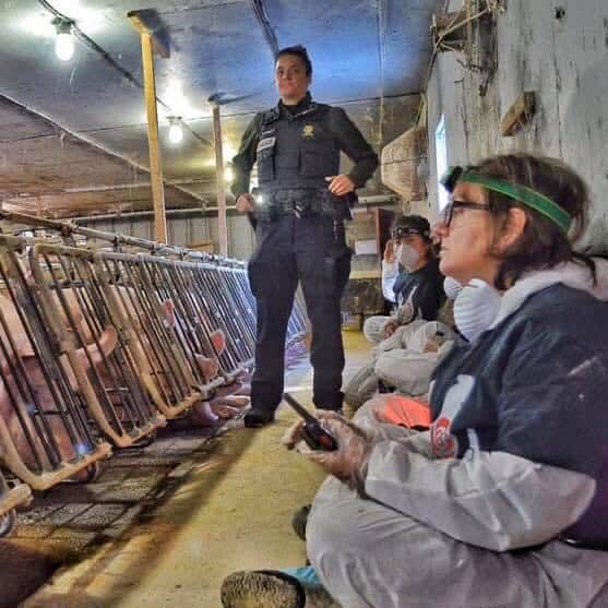 Jenny McQueen occupying a pig farm in Quebec