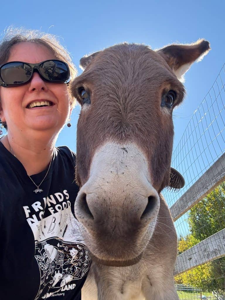 Volunteering at Promised Land animal sanctuary