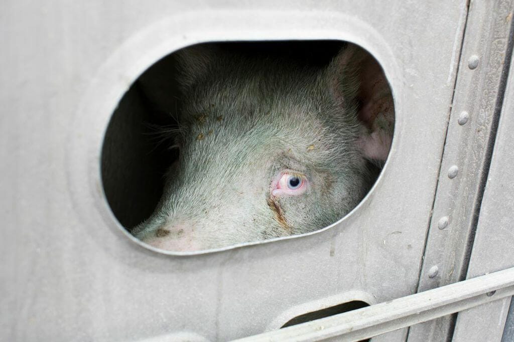 Pig peeking through a small opening in a metal enclosure, highlighting animal confinement issues.