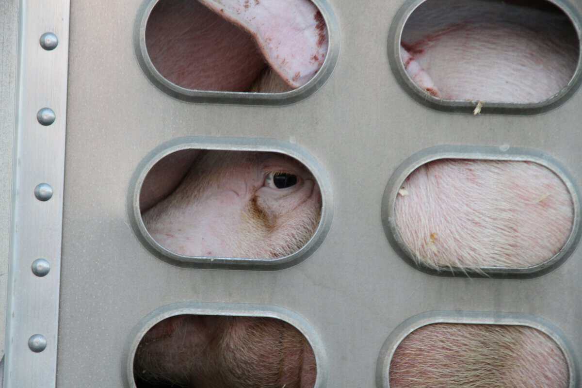 Pig protest at animal rights vigil, advocating for farm animal welfare and veganism awareness.