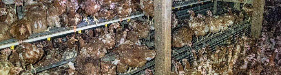 Image of hens confined in small, crowded cages in a factory farm setting, highlighting animal cruelty in the poultry industry.