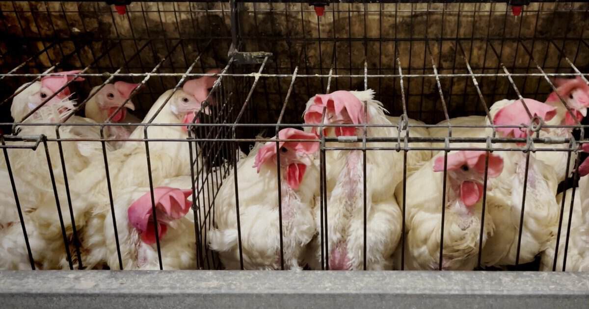 Group of chickens confined in small cages, highlighting animal cruelty in factory farming practices.