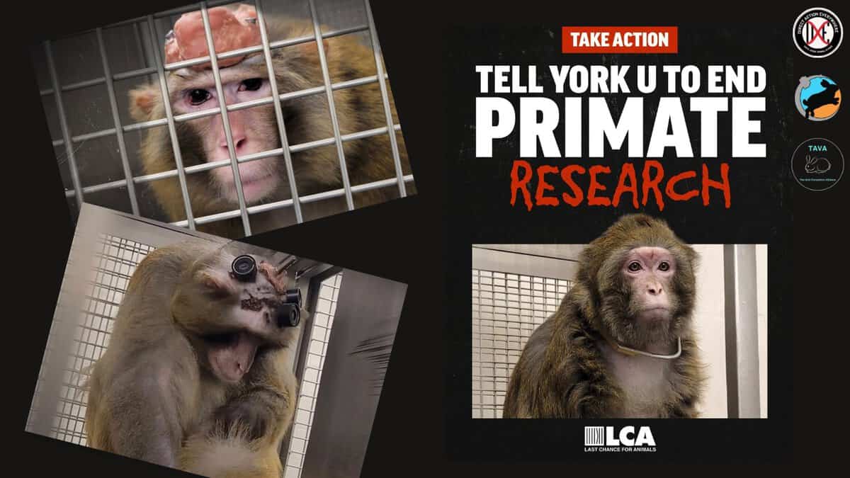 Protest against York University's primate research, advocating for animal rights and ending animal experimentation on primates.