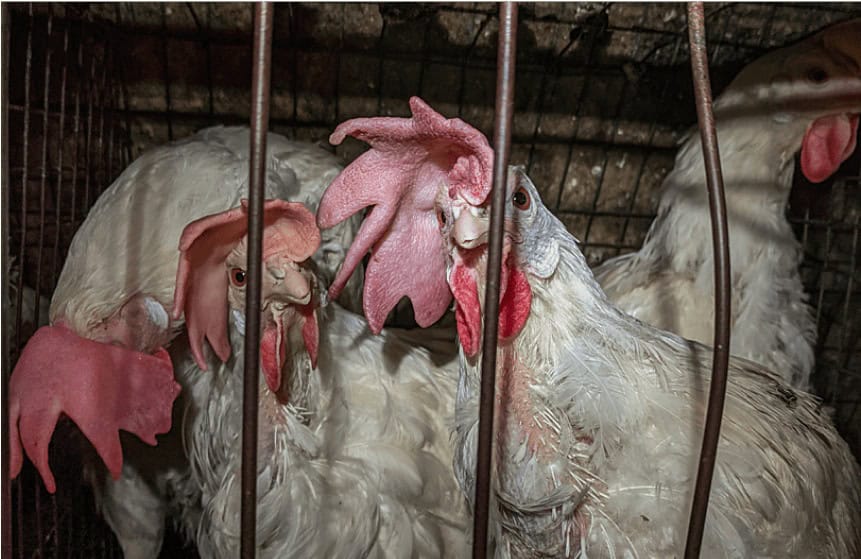 Group of chickens in captivity during an animal rights protest against Unilever, highlighting animal cruelty issues.