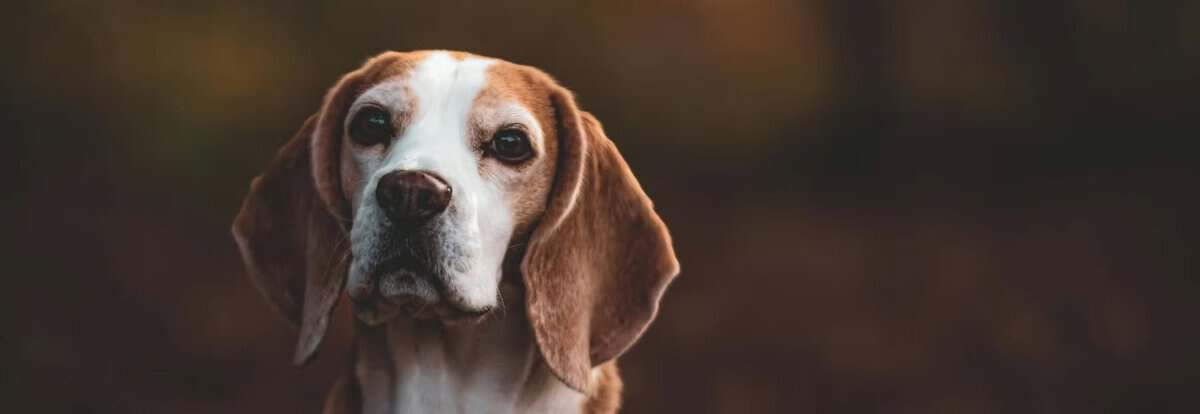 Close-up of a beagle dog with expressive eyes, symbolizing animal advocacy and compassion at the Animal Rights Toronto event.