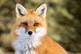 Close-up of a fox in a forested environment, showcasing its alert expression and vibrant fur, emphasizing wildlife conservation and animal protection efforts.