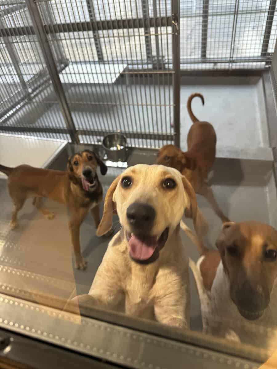 Group of dogs in a shelter cage, looking at the camera with curious and happy expressions, emphasizing animal rescue and shelter awareness.