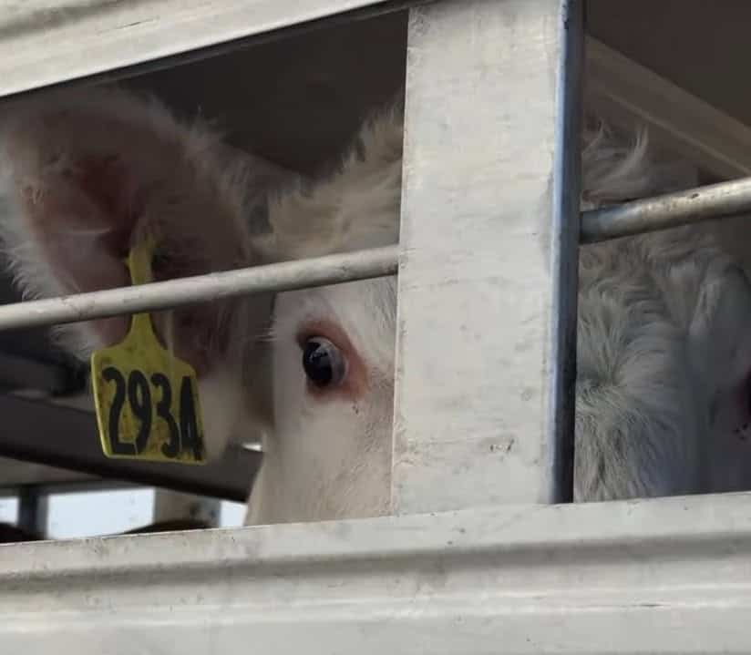 Young white calf with a yellow ear tag number 293A peering through a metal enclosure at an animal shelter in Toronto.