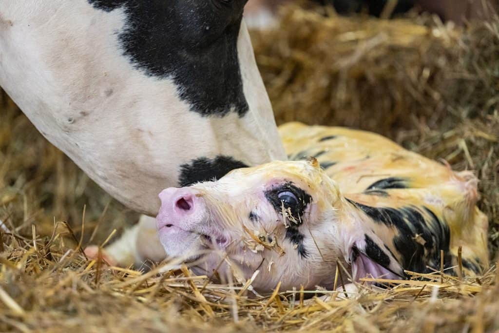 Dairy cow with newborn baby - WeAnimals