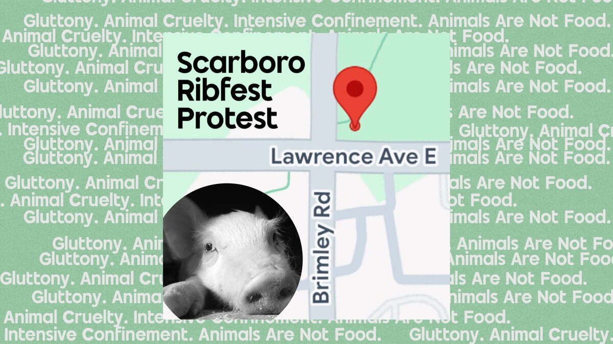 Protesters demonstrate against animal cruelty at Scarboro Ribfest in Toronto's Thomson Park, holding signs and banners advocating animal rights.