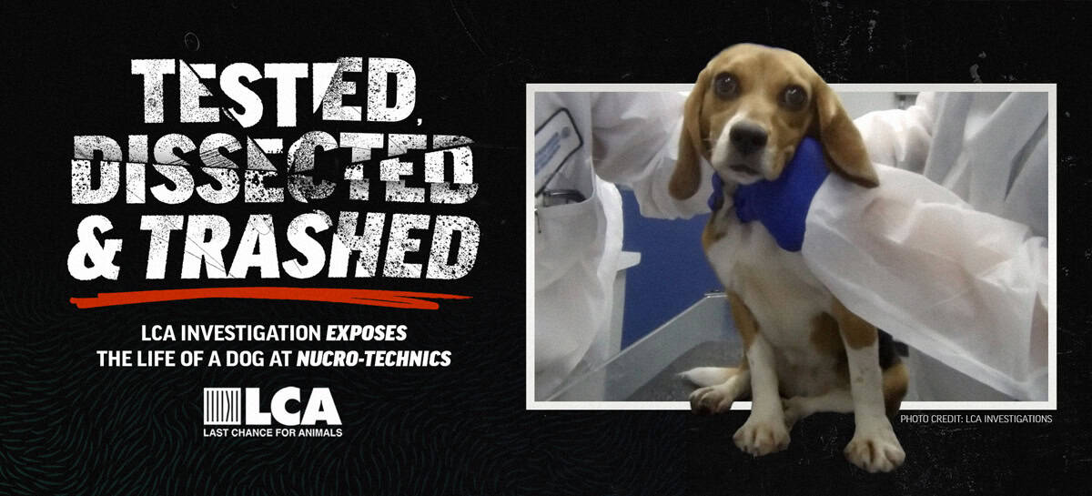 Nuro-technics animal torture lab
