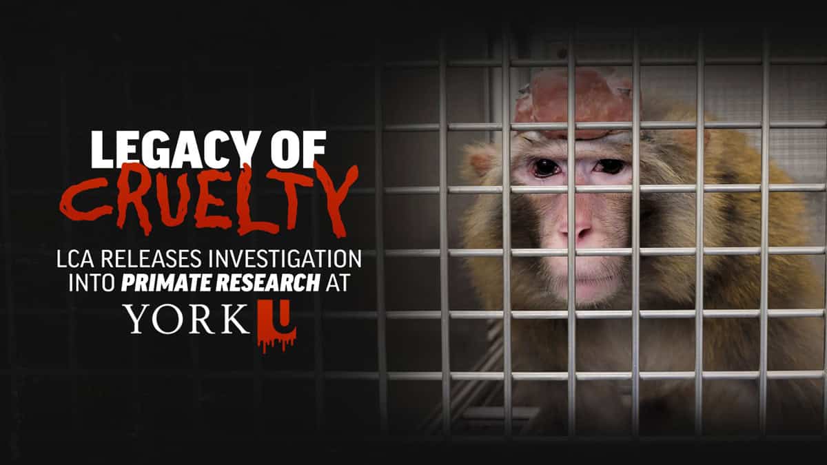 York University legacy of cruelty - animal testing