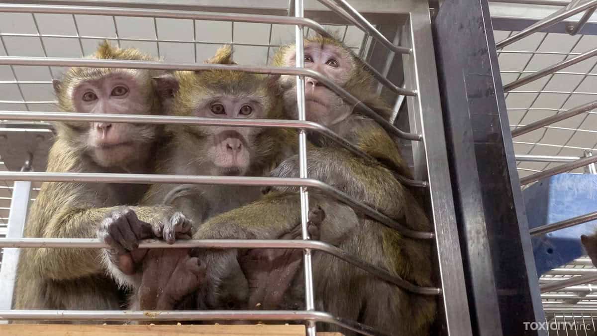 ban animal testing Animal Justice petition