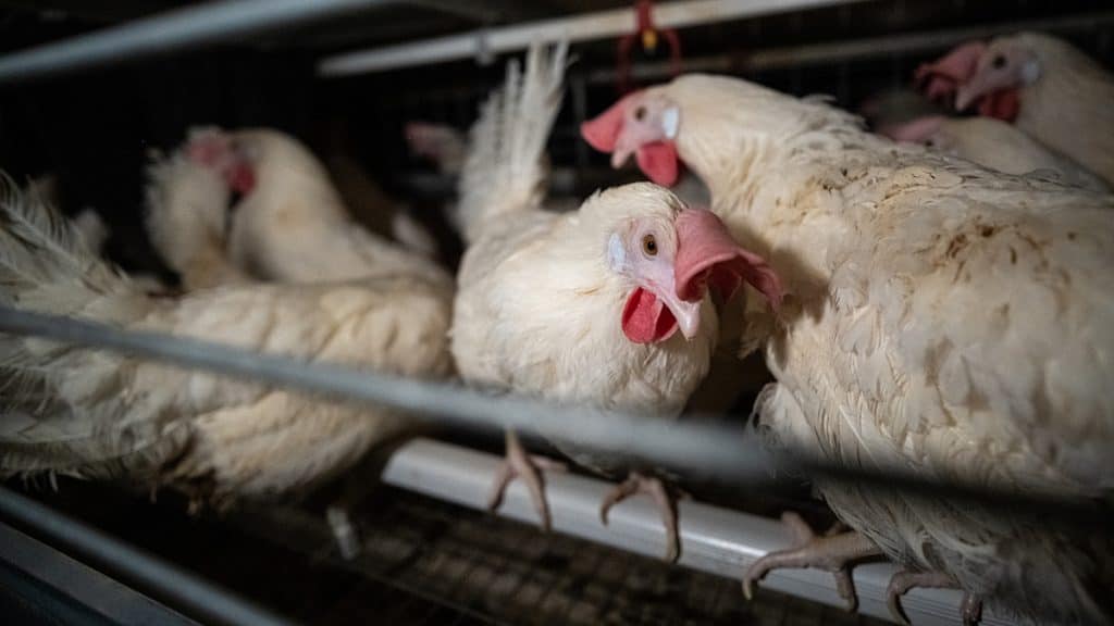 egg laying hens crammed in cages