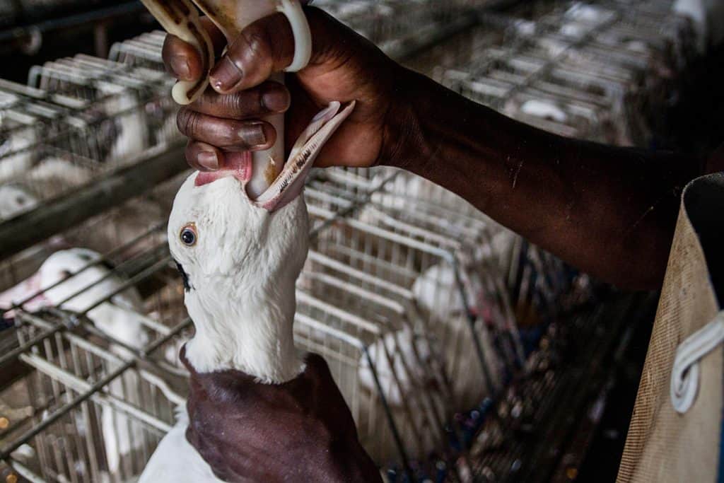 a duck being force fed for foie gras