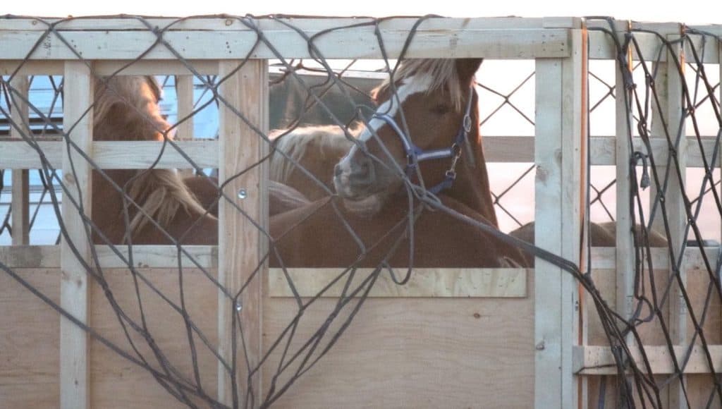ban live horse exports for slaughter