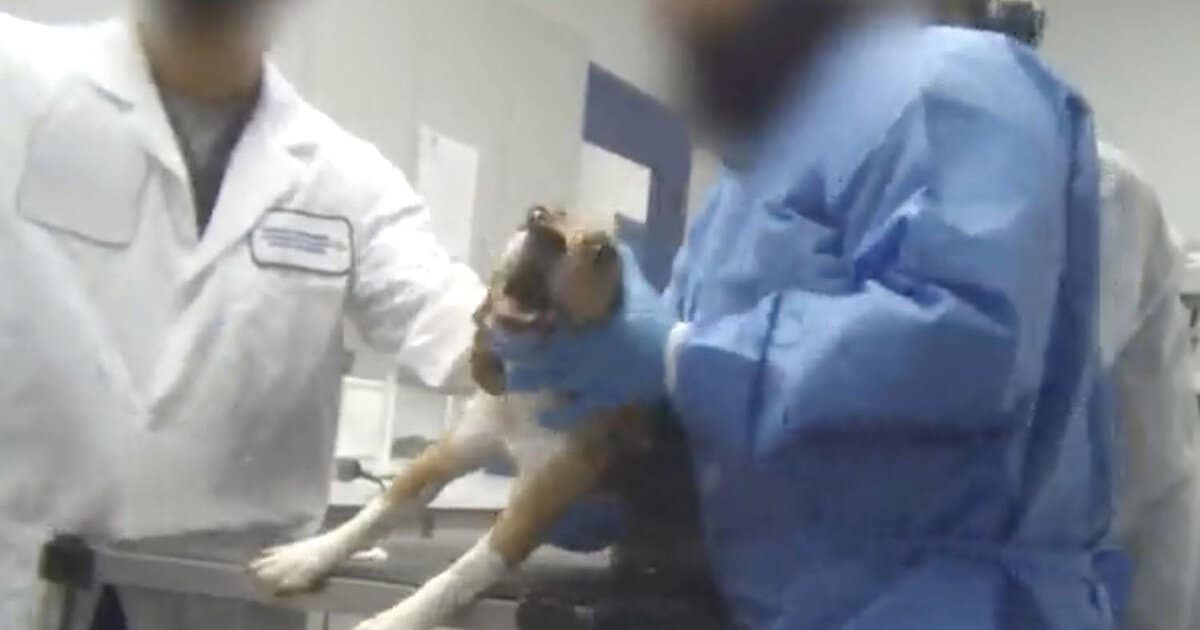 Nucro-technics torturing dog