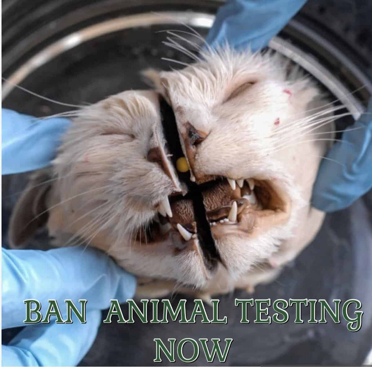 ban animal testing now